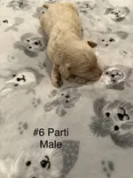 Ace, a male Goldendoodle for sale in Bossier City, LA – 4 of 4