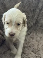Larry, a male Goldendoodle for sale in Bossier City, LA – 3 of 6