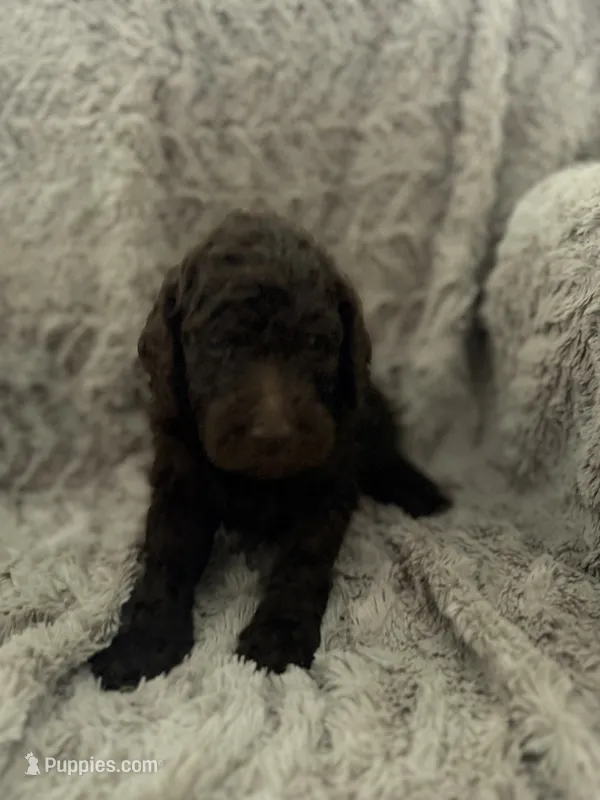 Rufus – Goldendoodle puppy for sale in Bossier City, LA