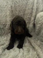 Rufus, a male Goldendoodle for sale in Bossier City, LA – 1 of 4