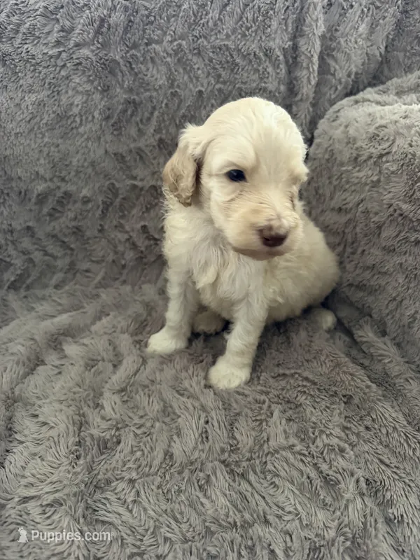 Ace – Goldendoodle puppy for sale in Bossier City, LA