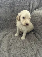 Ace, a male Goldendoodle for sale in Bossier City, LA – 1 of 4