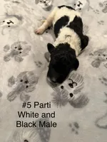 Jackson, a male Goldendoodle for sale in Bossier City, LA – 3 of 3