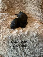 Jack, a male Goldendoodle for sale in Bossier City, LA – 2 of 3