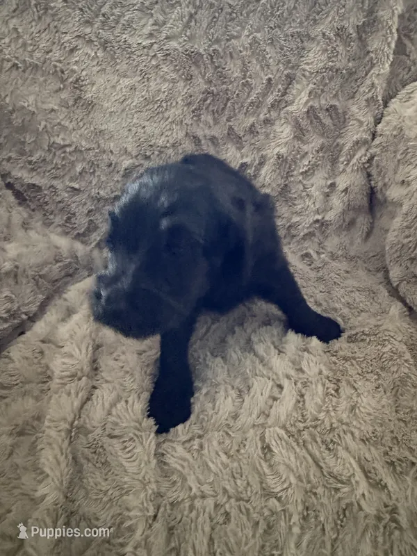 Jack – Goldendoodle puppy for sale in Bossier City, LA