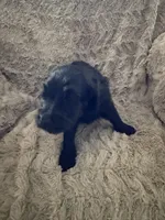 Jack, a male Goldendoodle for sale in Bossier City, LA – 1 of 3