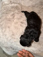 Jill, a female Goldendoodle for sale in Bossier City, LA – 2 of 4