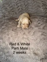 Ace, a male Goldendoodle for sale in Bossier City, LA – 2 of 4