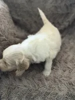 Larry, a male Goldendoodle for sale in Bossier City, LA – 2 of 6
