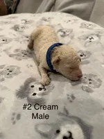 Dasher, a male Goldendoodle for sale in Bossier City, LA – 5 of 5