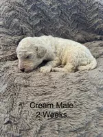 Dasher, a male Goldendoodle for sale in Bossier City, LA – 4 of 5