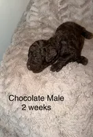 Rufus, a male Goldendoodle for sale in Bossier City, LA – 3 of 4