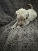 Dasher, a male Goldendoodle for sale in Bossier City, LA – 3 of 5