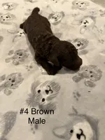 Rufus, a male Goldendoodle for sale in Bossier City, LA – 4 of 4