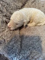Dasher, a male Goldendoodle for sale in Bossier City, LA – 2 of 5