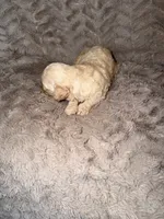 Ace, a male Goldendoodle for sale in Bossier City, LA – 3 of 4