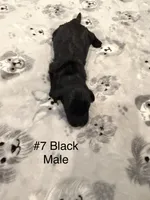Jack, a male Goldendoodle for sale in Bossier City, LA – 3 of 3