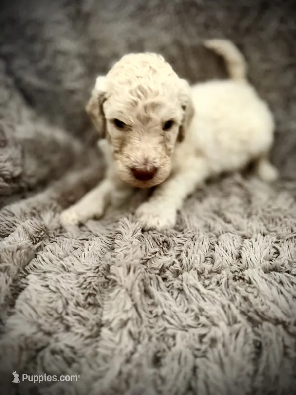 Dasher – Goldendoodle puppy for sale in Bossier City, LA