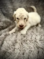 Dasher, a male Goldendoodle for sale in Bossier City, LA – 1 of 5