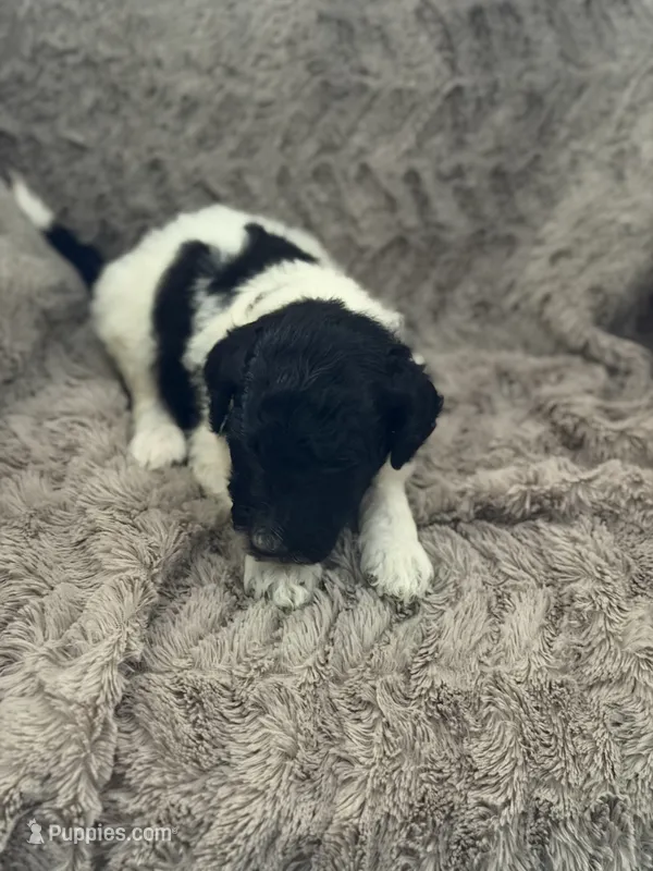 Jackson – Goldendoodle puppy for sale in Bossier City, LA