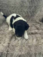 Jackson, a male Goldendoodle for sale in Bossier City, LA – 1 of 3
