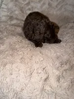 Rufus, a male Goldendoodle for sale in Bossier City, LA – 2 of 4
