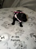 Jill, a female Goldendoodle for sale in Bossier City, LA – 4 of 4