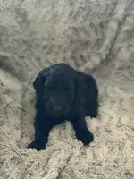 Jill, a female Goldendoodle for sale in Bossier City, LA – 1 of 4