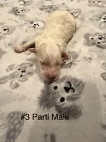 Larry, a male Goldendoodle for sale in Bossier City, LA – 6 of 6