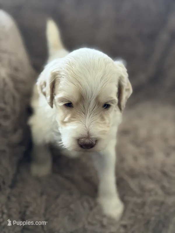 Larry – Goldendoodle puppy for sale in Bossier City, LA