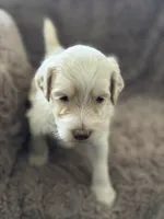 Larry, a male Goldendoodle for sale in Bossier City, LA – 1 of 6