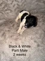 Jackson, a male Goldendoodle for sale in Bossier City, LA – 2 of 3