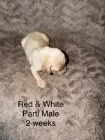 Larry, a male Goldendoodle for sale in Bossier City, LA – 4 of 6