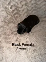 Jill, a female Goldendoodle for sale in Bossier City, LA – 3 of 4