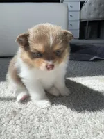 Cookie, a female Pomeranian for sale in Haslet, TX – 6 of 10