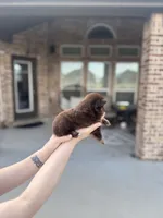 Midnight, a female Pomeranian for sale in Haslet, TX – 4 of 5