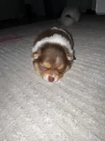 Cookie, a female Pomeranian for sale in Haslet, TX – 2 of 10