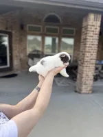 Ace, a male Pomeranian for sale in Haslet, TX – 5 of 6