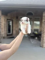 Ace, a male Pomeranian for sale in Haslet, TX – 3 of 6