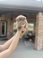 Stormy, a female Pomeranian for sale in Haslet, TX – 5 of 5