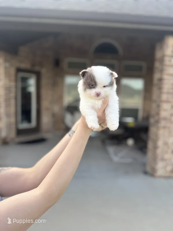 Ace – Pomeranian puppy for sale in Haslet, TX