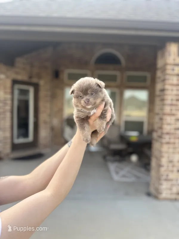 Stormy – Pomeranian puppy for sale in Haslet, TX