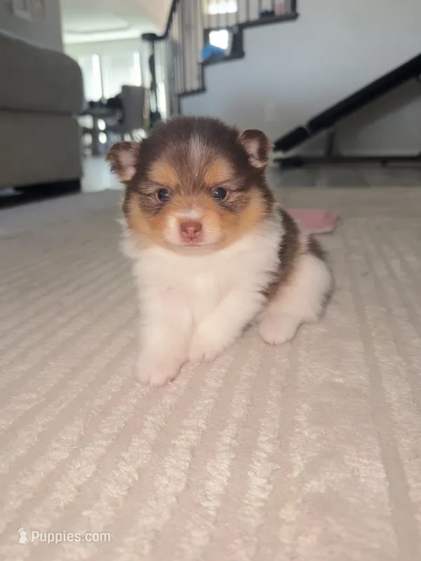 Cookie – Pomeranian puppy for sale in Haslet, TX