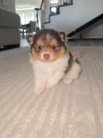 Cookie, a female Pomeranian for sale in Haslet, TX – 1 of 10