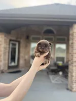 Midnight, a female Pomeranian for sale in Haslet, TX – 3 of 5