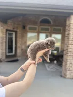Stormy, a female Pomeranian for sale in Haslet, TX – 2 of 5