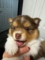Cookie, a female Pomeranian for sale in Haslet, TX – 3 of 10