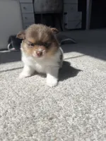 Cookie, a female Pomeranian for sale in Haslet, TX – 10 of 10