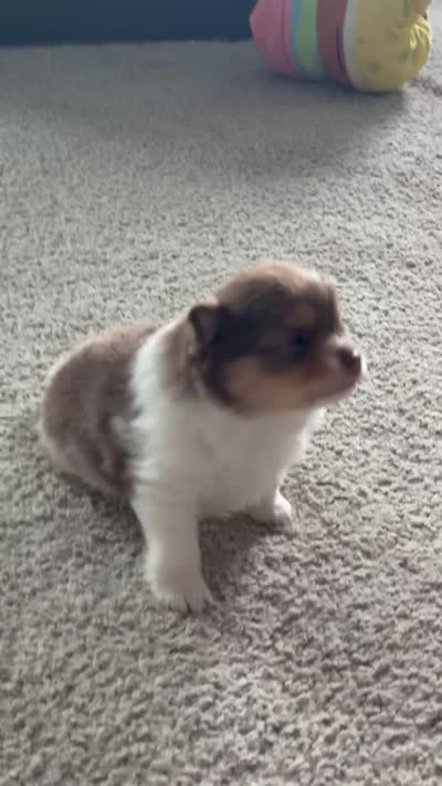 Cookie, a female Pomeranian for sale in Haslet, TX – 9 of 10
