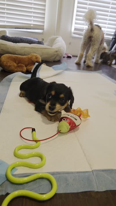 Tuxedo, a male Morkie for sale in Austin, TX – 8 of 9